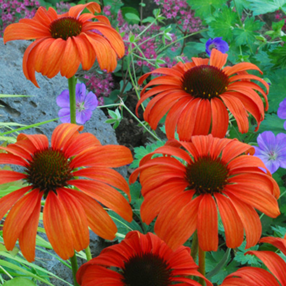 Bakker Echinacée Tangerine Dream pot 9cm vivace orange