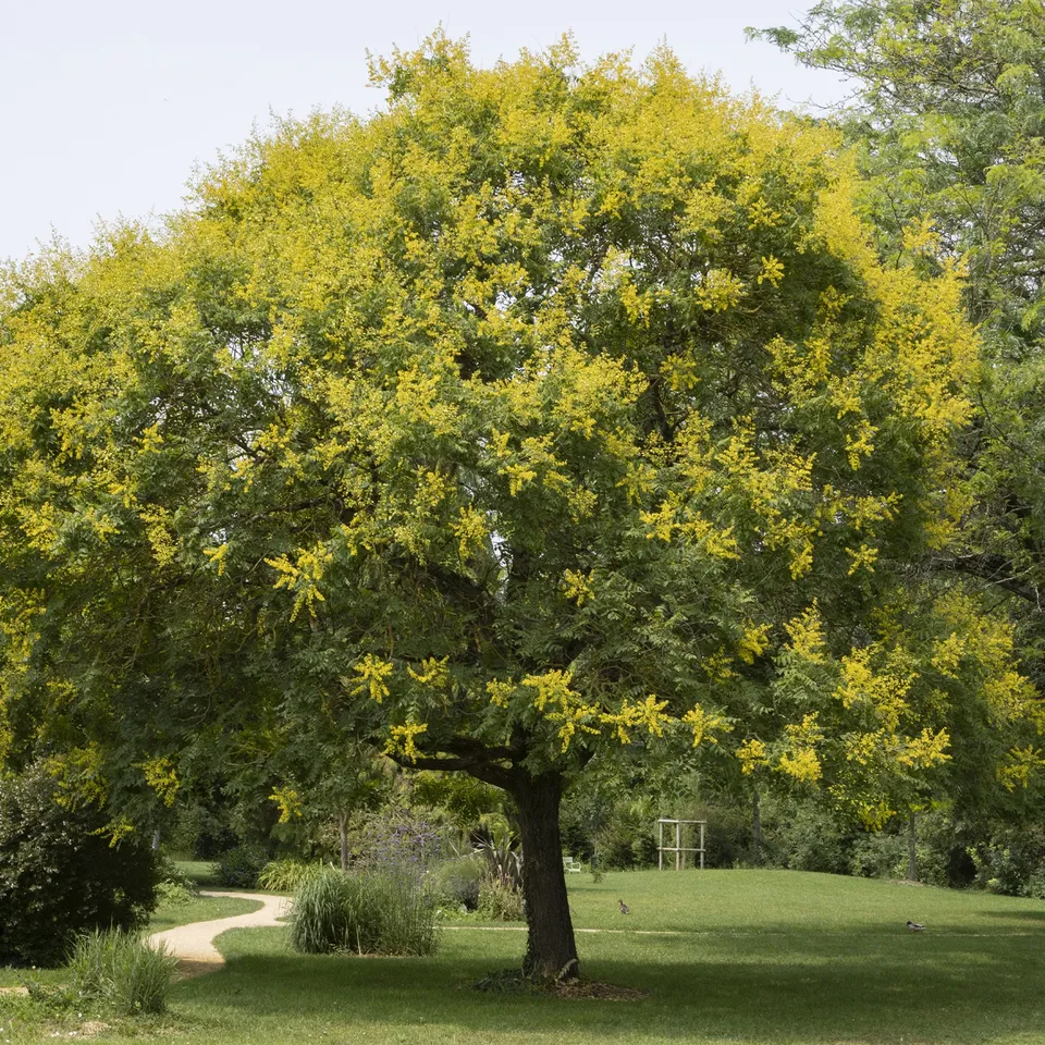 Bakker Savonnier arbre d'ornement pot 3L 40-50cm jaune