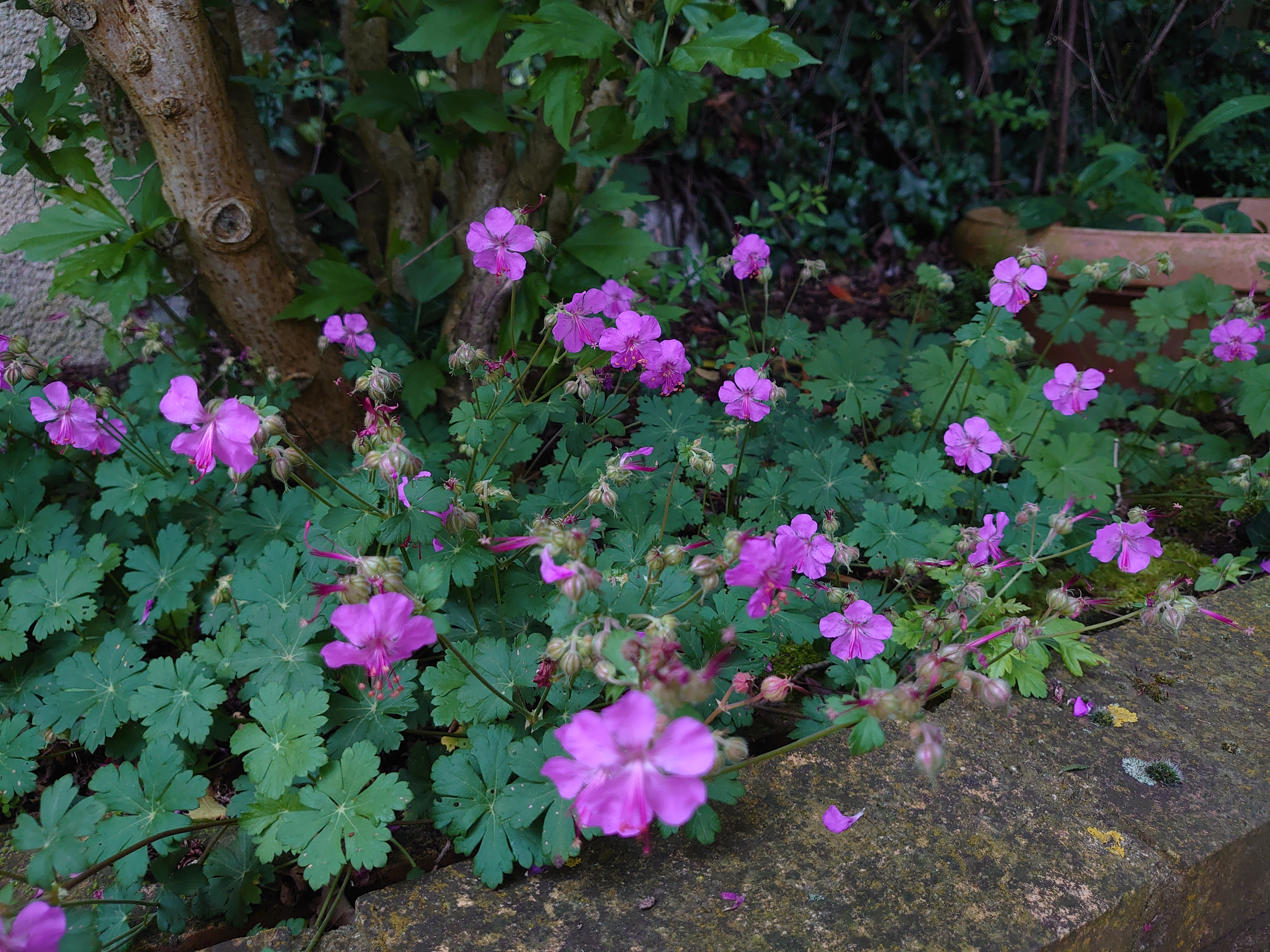 Passion Vivaces Geranium cantabrigiense Karmina vivace godet rose