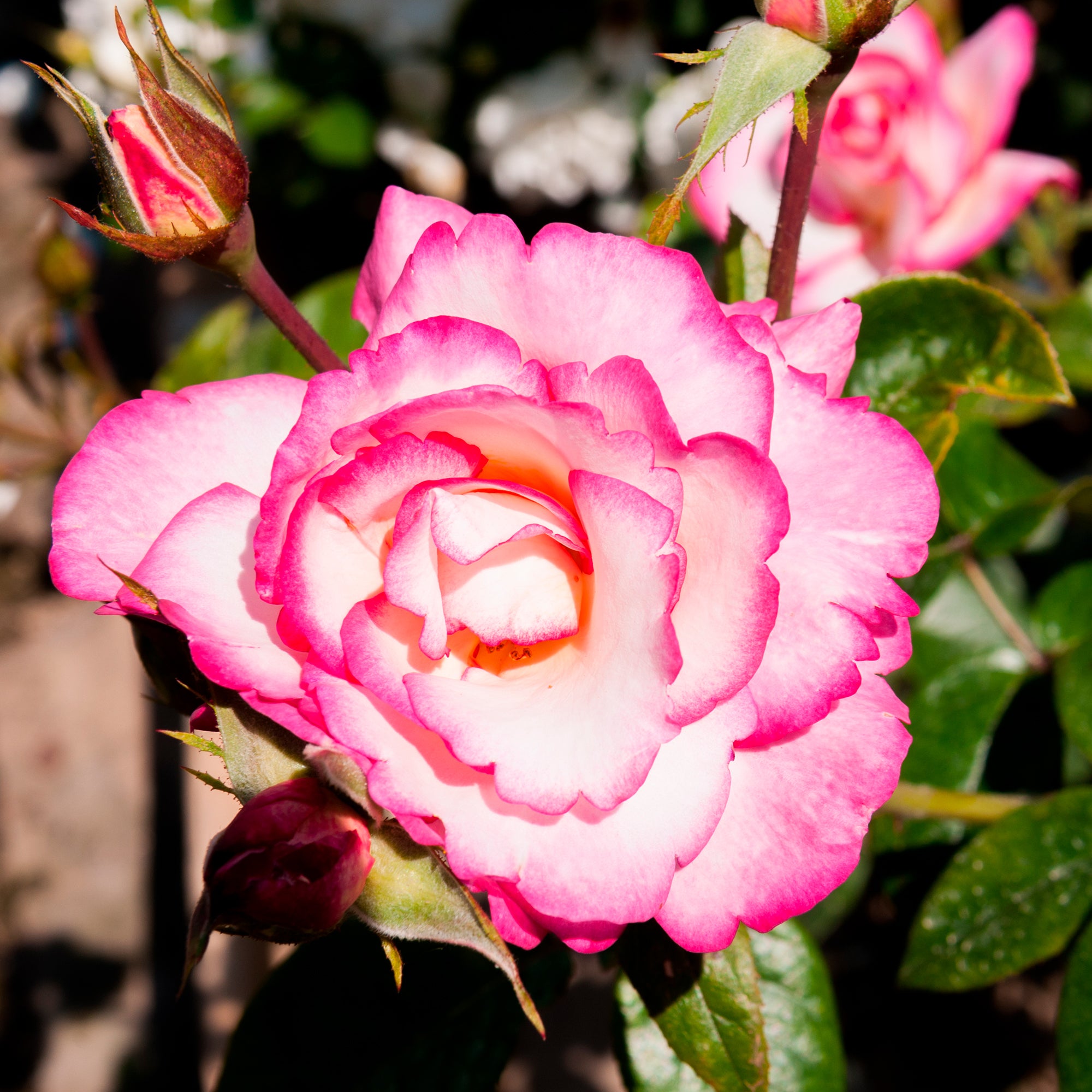 Bakker Haendel rosier grimpant bicolore racine nue 3 branches