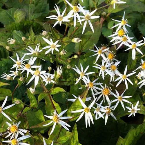 Bakker Aster cordifolius Silver Spray vivace pot 9 cm blanc
