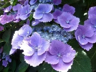 Les Hortensias du Haut Bois Rotdrossel hortensia plat rouge