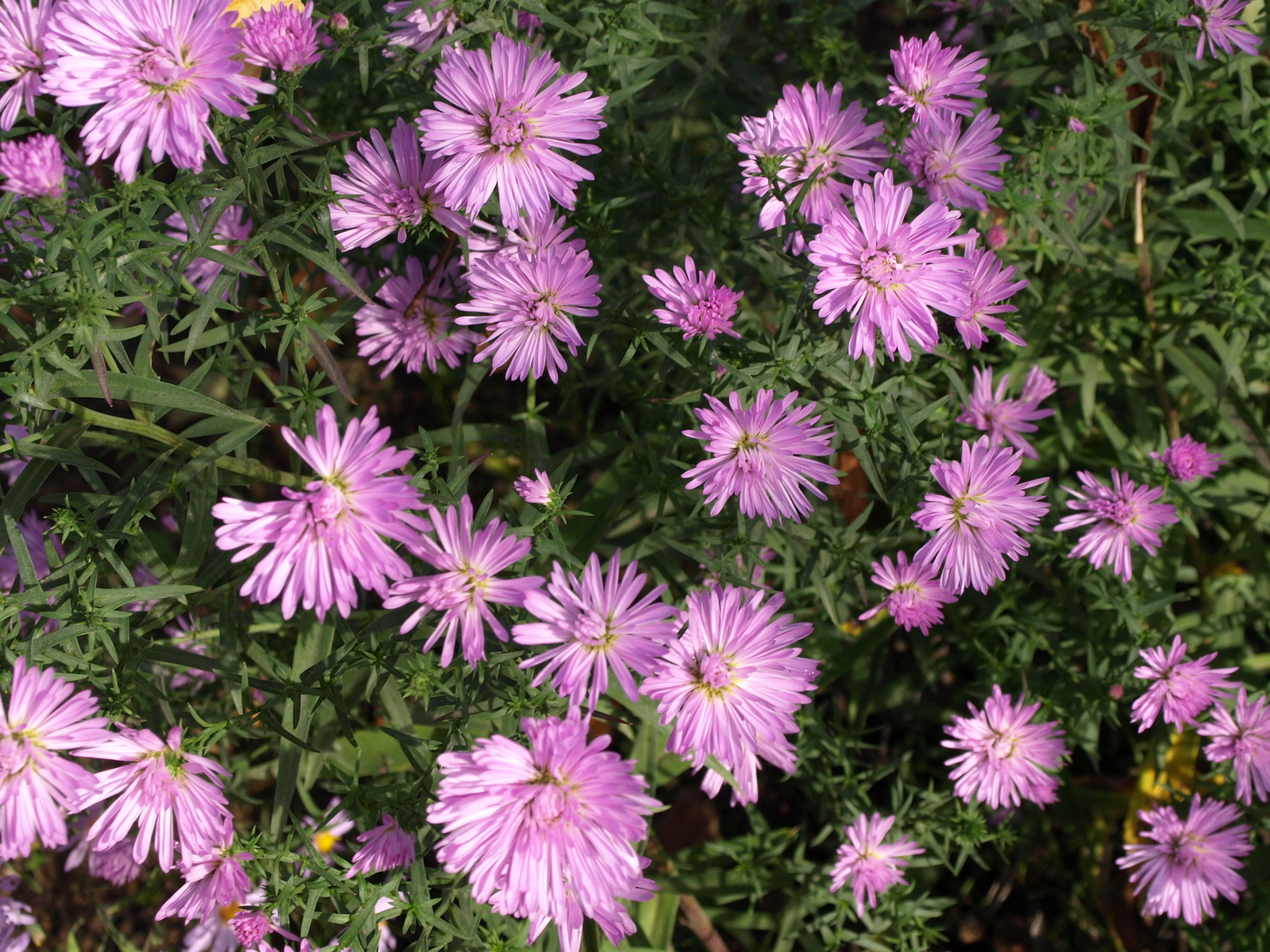 Passion Vivaces Aster novi-belgii Demi vivace godet rose pâle