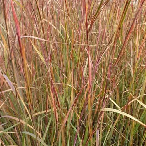 Bakker Explosion Schizachyrium scoparium graminée pot 9cm soleil