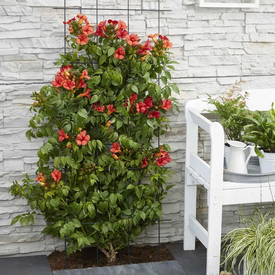 Bakker Bignone Fire Trumpet plante grimpante pot 2L fleurs orange
