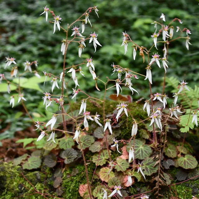 Bakker Plantes vivaces Saxifrage Cuscutiformis pot 9 cm blanc