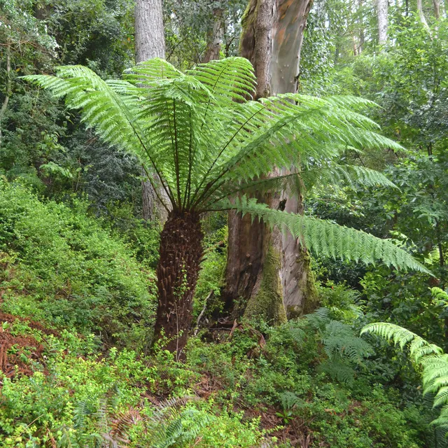 Bakker Fougère arborescente Cyathea pot Ø 9cm mi-ombre