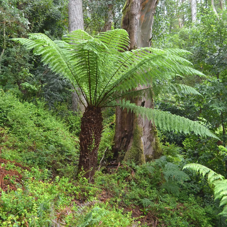 Bakker Fougère arborescente Cyathea pot Ø 9cm mi-ombre