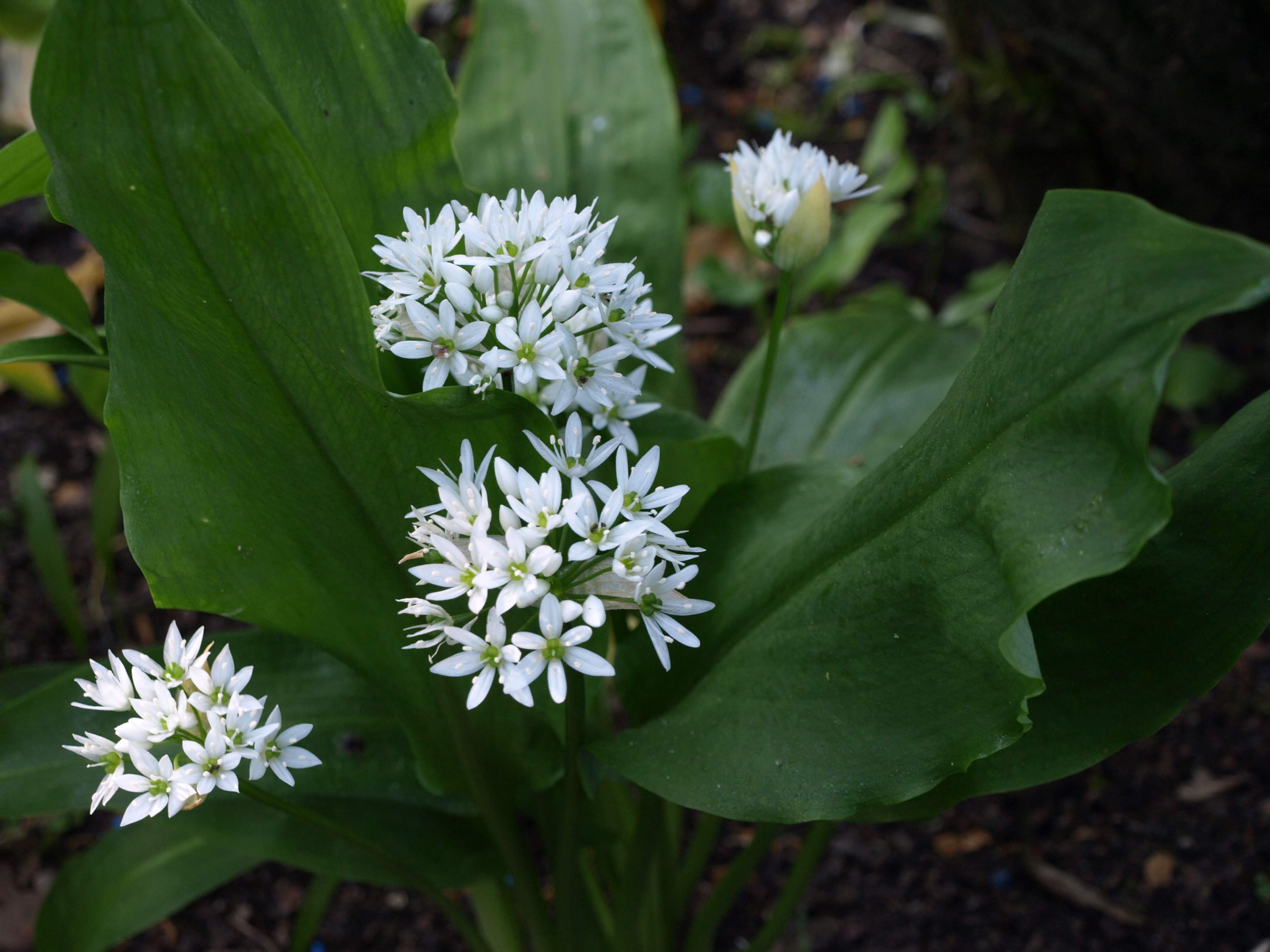 Passion Vivaces Allium ail ornemental bulbe plante de jardin