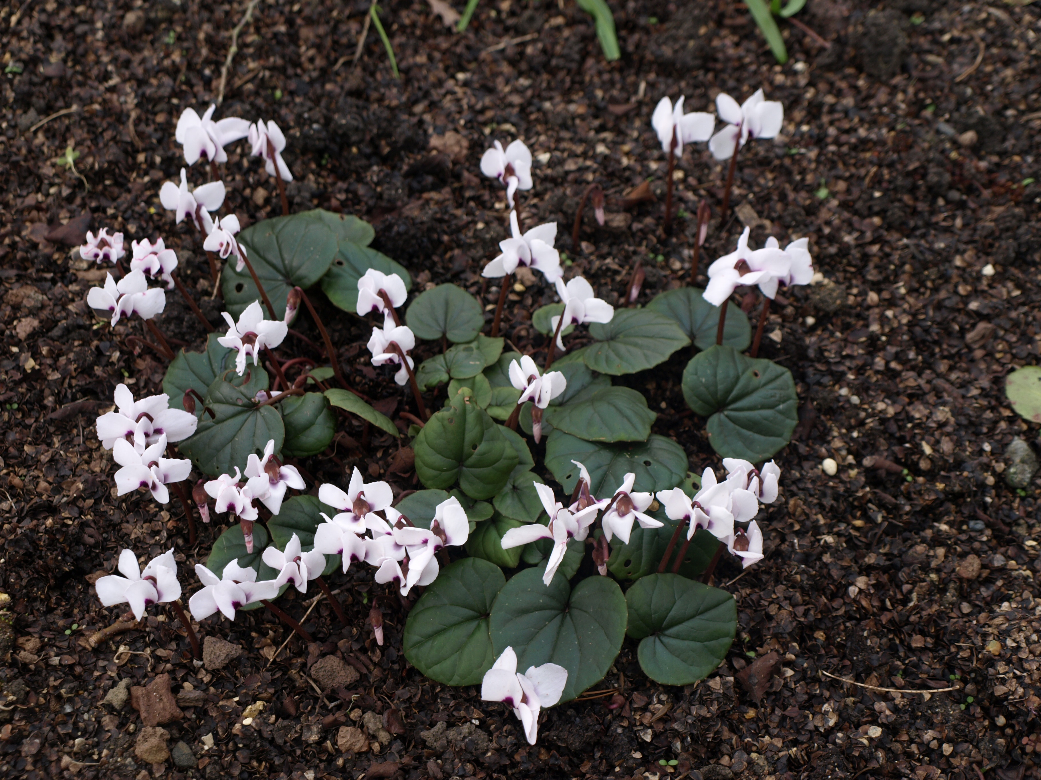 Passion Vivaces Cyclamen coum Album cyclamen blanc vivace hiver