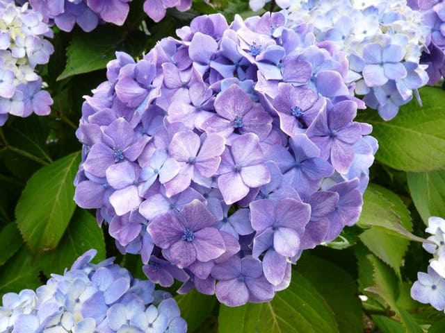 Les Hortensias du Haut Bois Souvenir de Madame Chautard hortensia rond