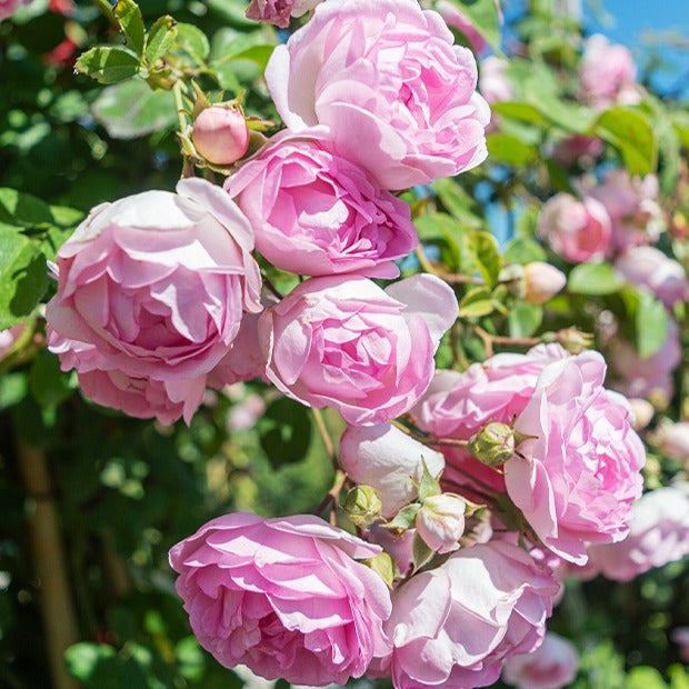 Bakker Jasmina Korcentex rosier grimpant racine nue rose