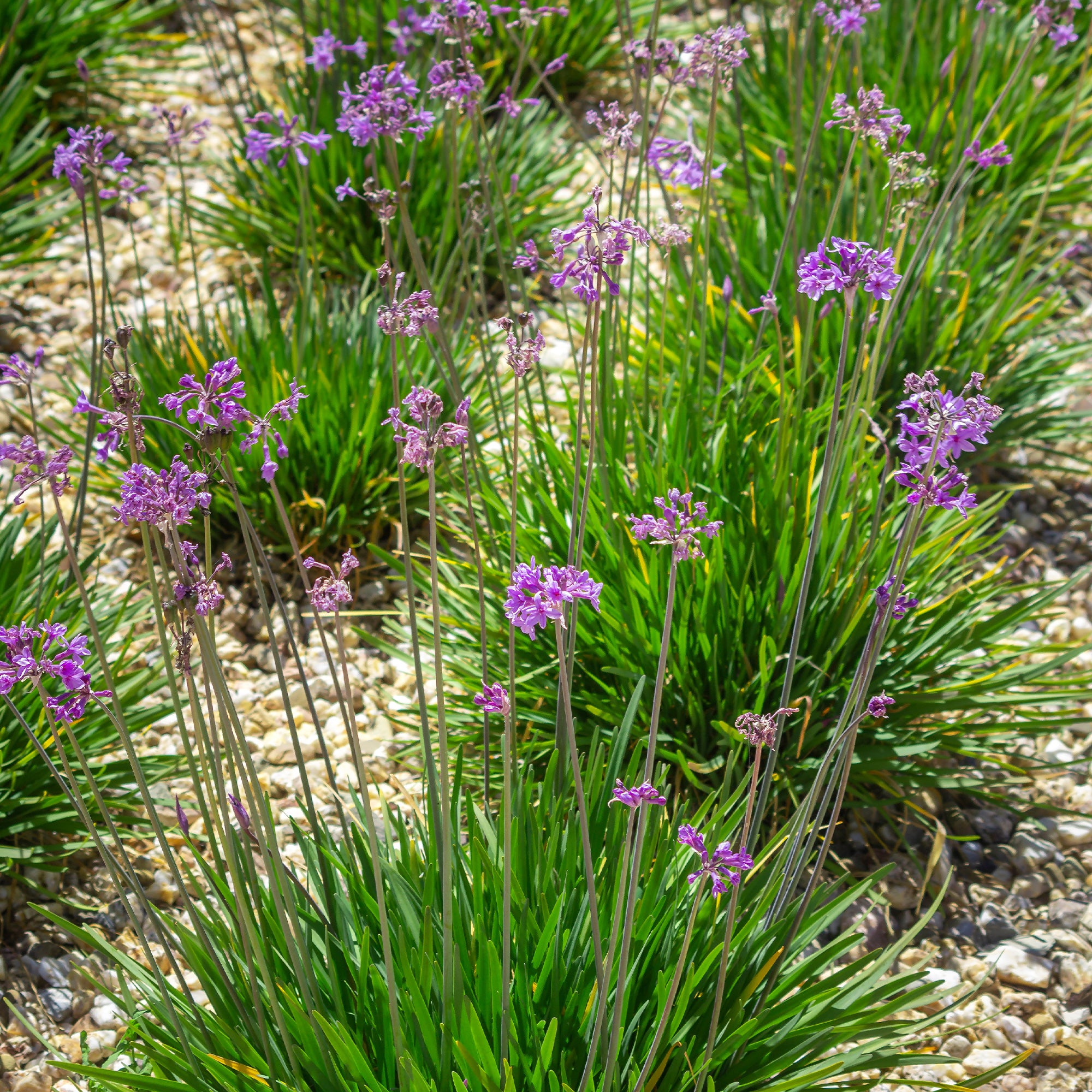 Bakker Tulbaghia violacea vivace violette 3 pots Ø9cm
