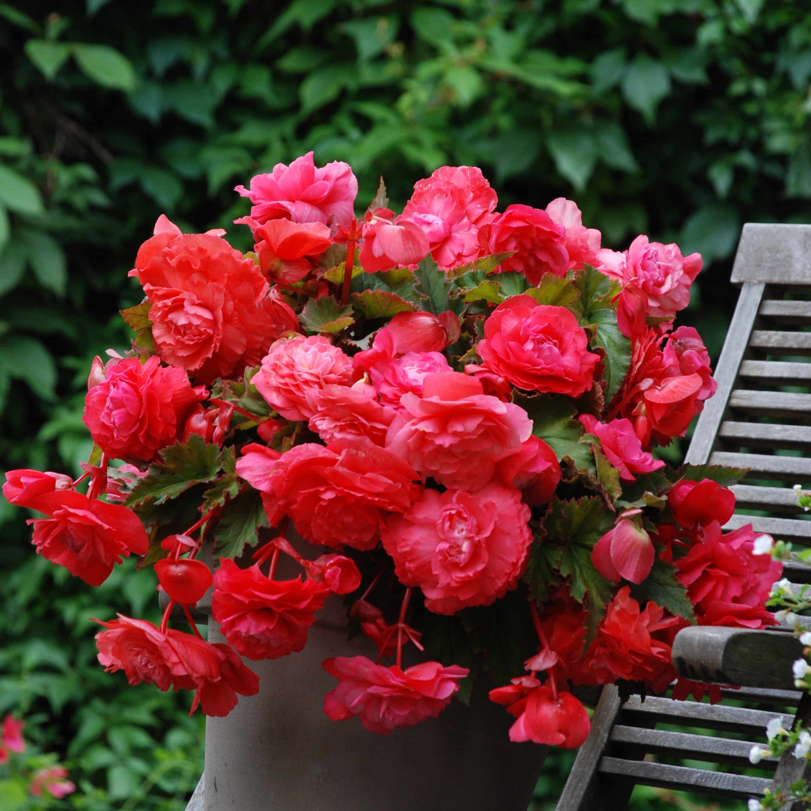 Bakker Pink Delight 5 Bégonias retombants parfumés bulbes