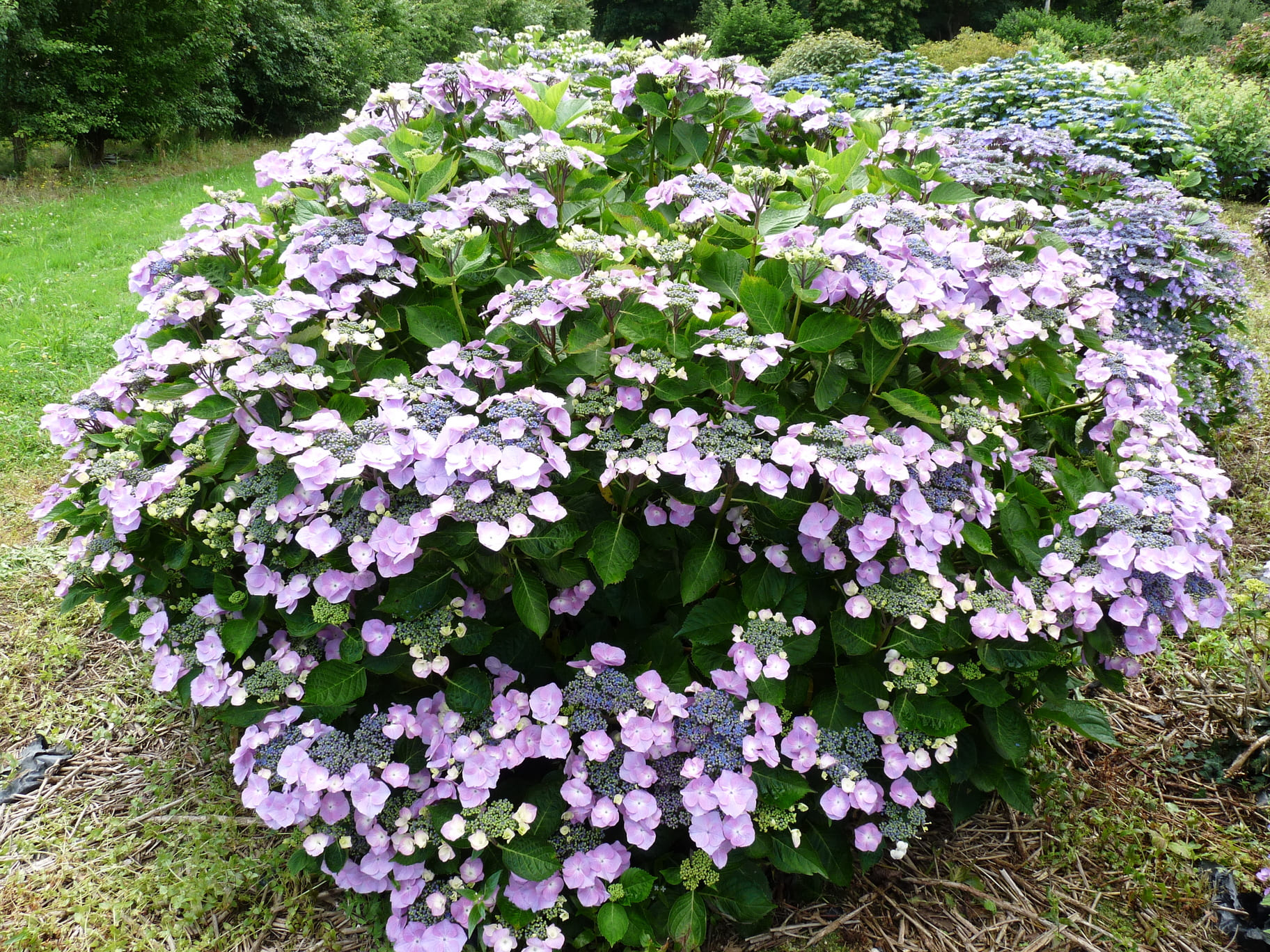 Les Hortensias du Haut Bois Geisha hortensia fleurs plates godet