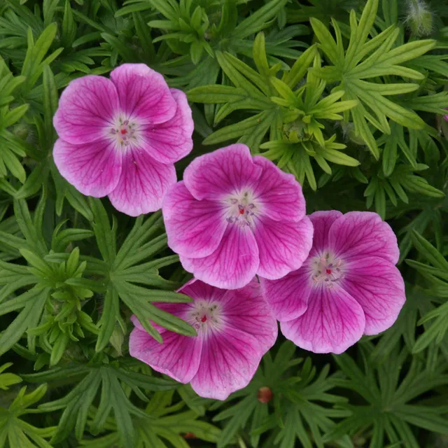 Passion Vivaces Geranium Elke géranium godet rose carmin