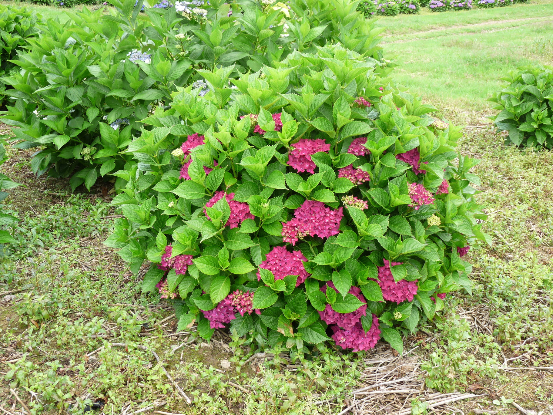 Les Hortensias du Haut Bois Bottstein hortensia fleurs rondes godet
