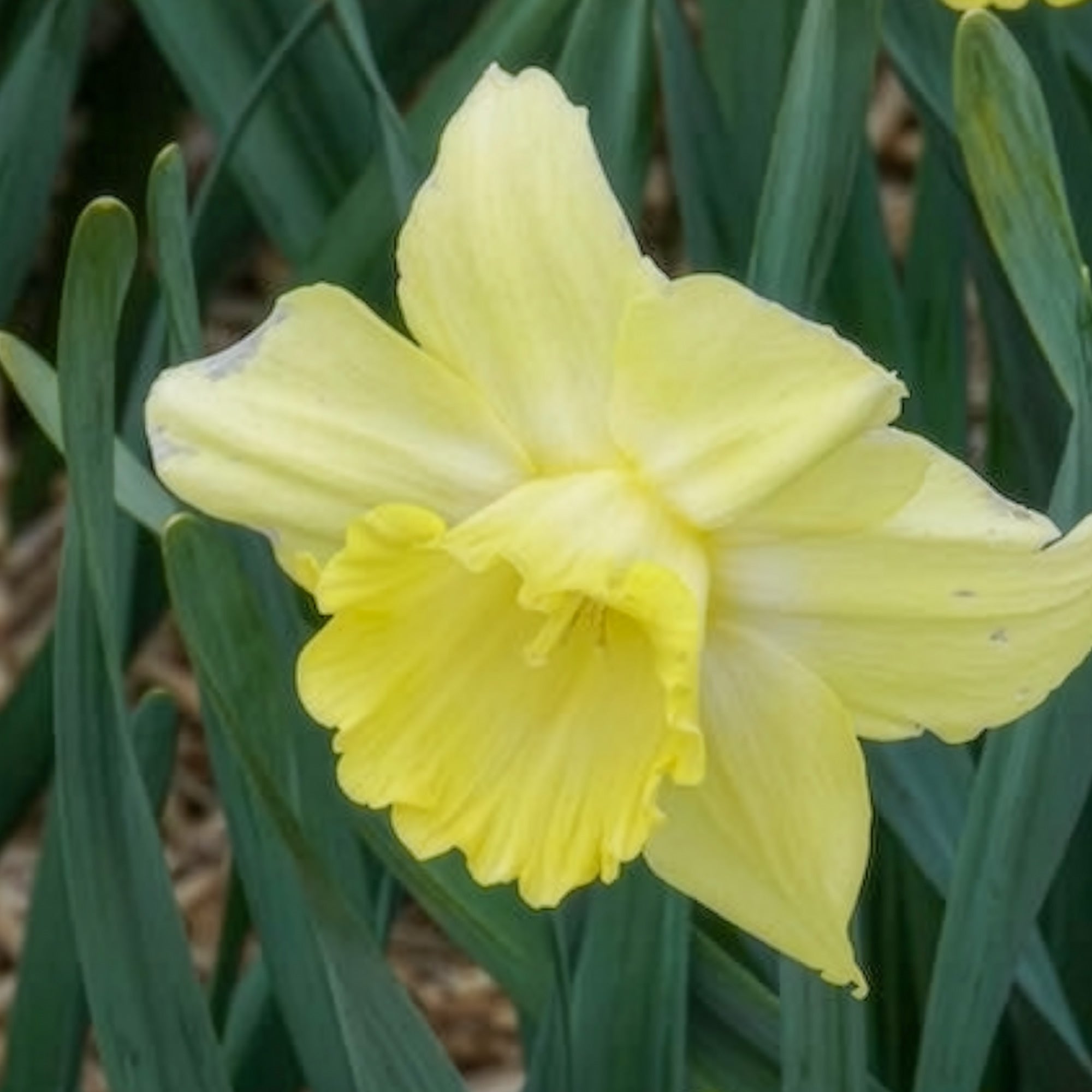 Bakker Narcisse Avalon grande couronne 5 bulbes jaune
