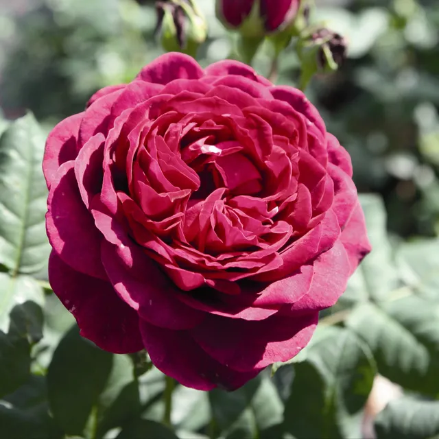 Bakker Rosiers Astrid Gräfin von Hardenberg rosier pot 4L rouge parfumé