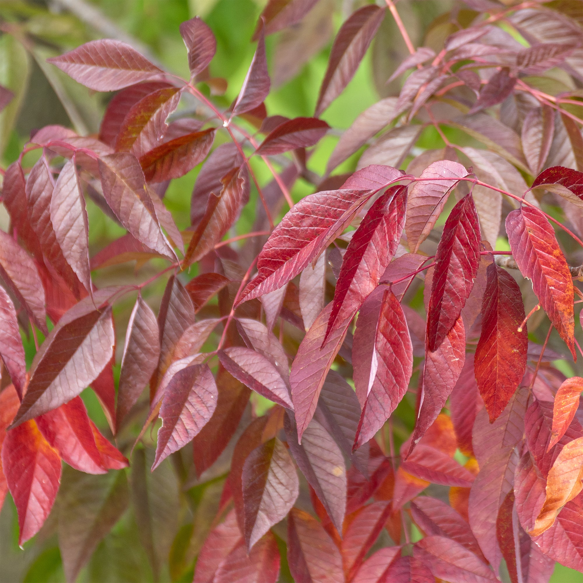 Bakker Frêne Autumn Applause arbre rouge pot 2L 40-60cm