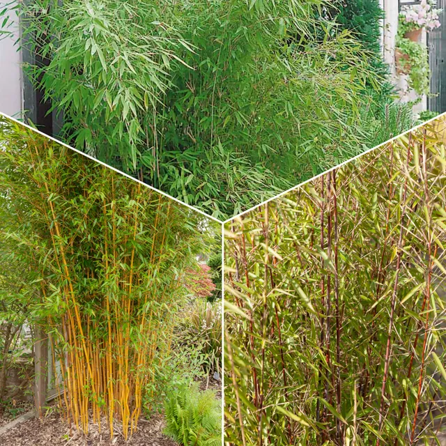 Bakker 3 Bambous vert jaune rouge pots 40-50cm haie