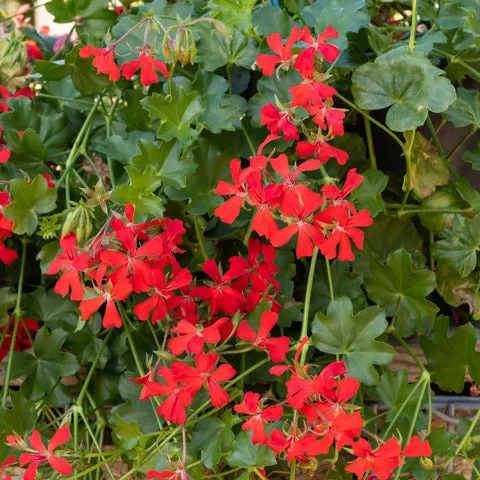 Bakker Géranium-lierre rouge lot 3 pots Ø10,5cm balcon