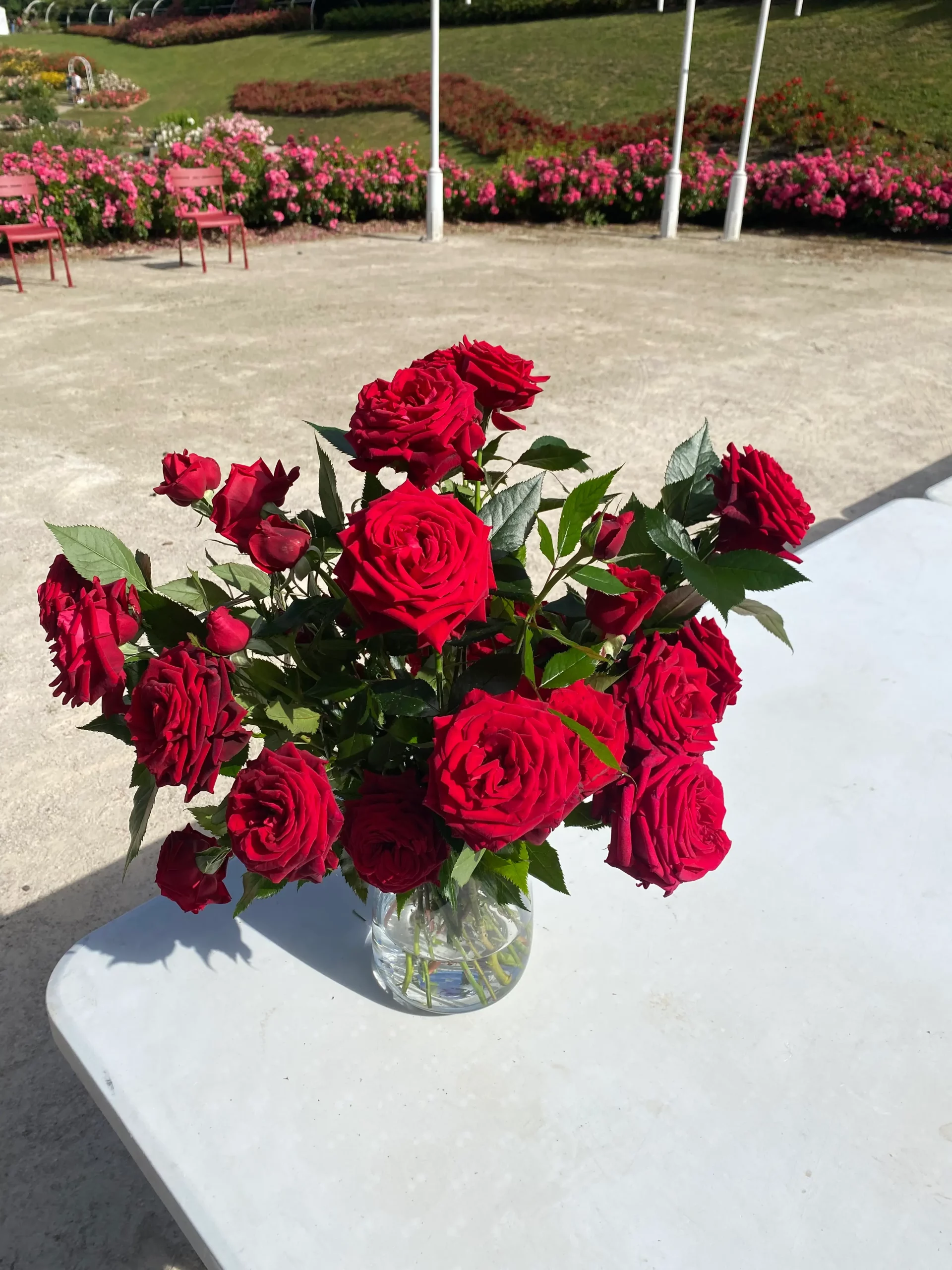 Michel Adam Yvonne Guégan Adagraneuf rosier buisson rouge groseille