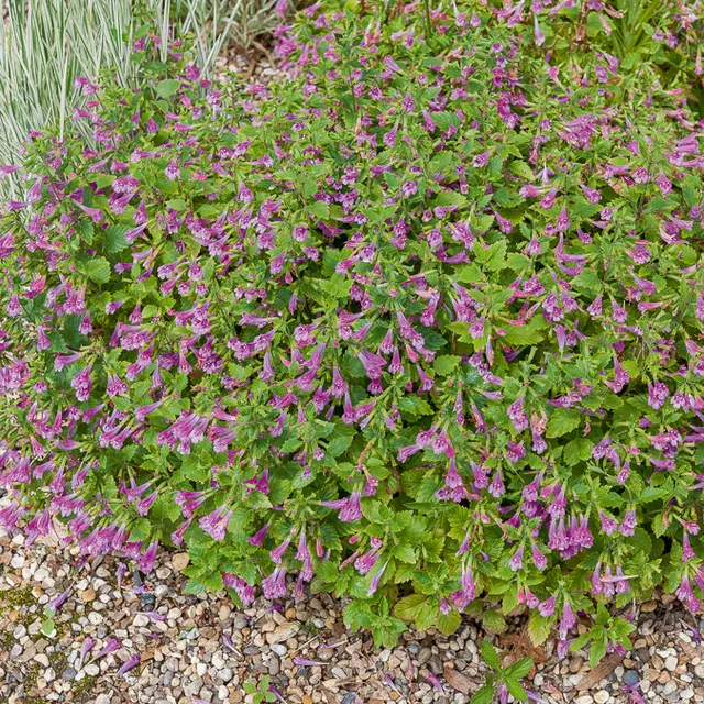 Bakker Calament Thés de l'Aubrac vivace pot Ø 9cm violet