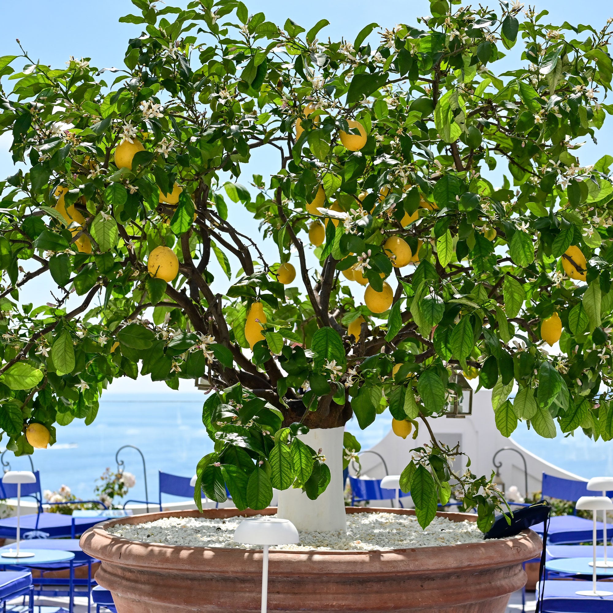 Bakker Citronnier 4 saisons fruitier pot 12cm 20-25cm