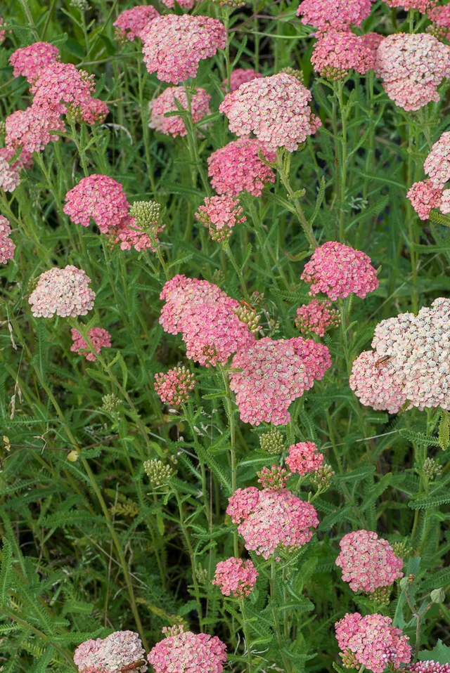 Passion Vivaces ACHILLEA millefolium Lachsschönheit vivace godet