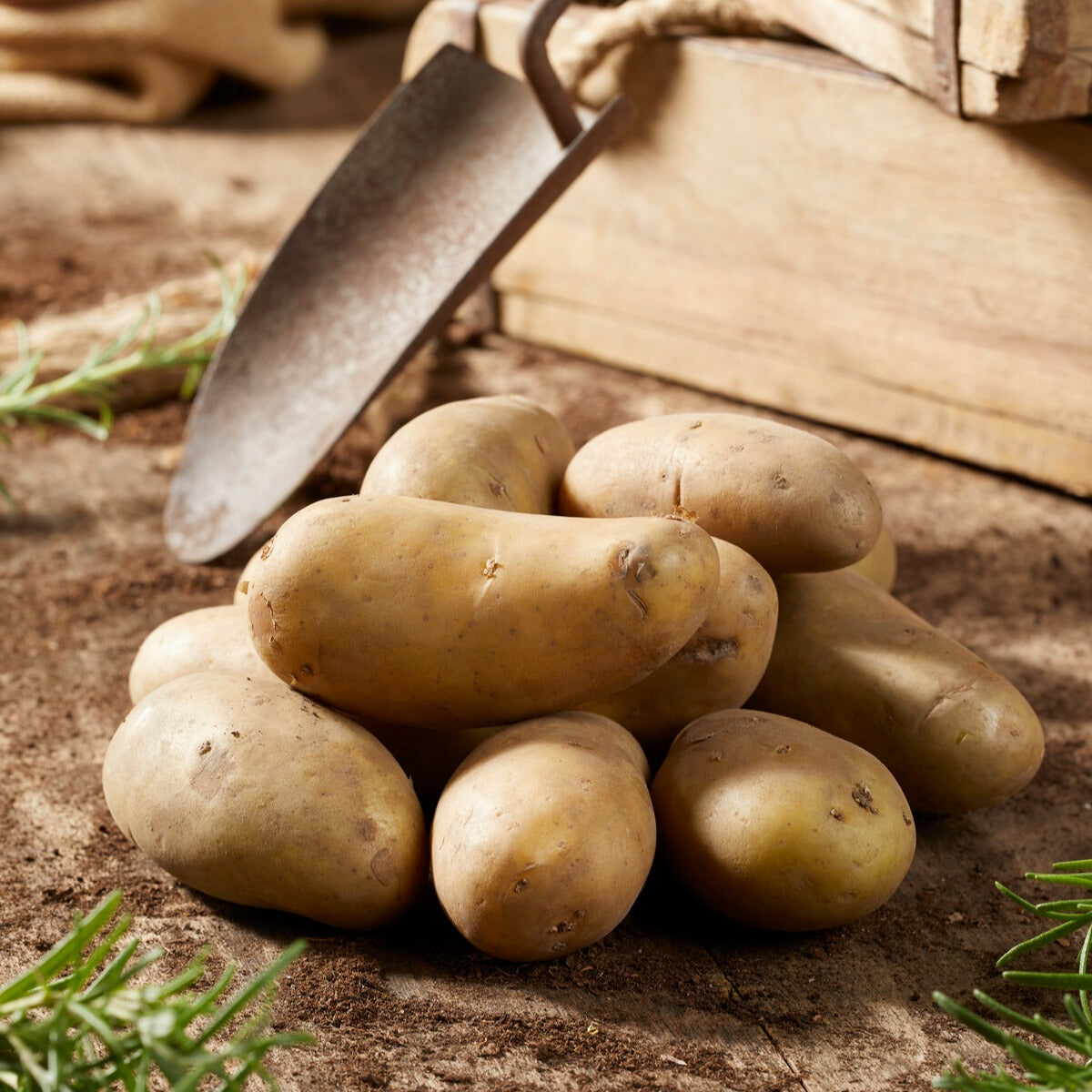 Bakker Potager 25 Pommes de terre Amandine chair ferme 25-30mm
