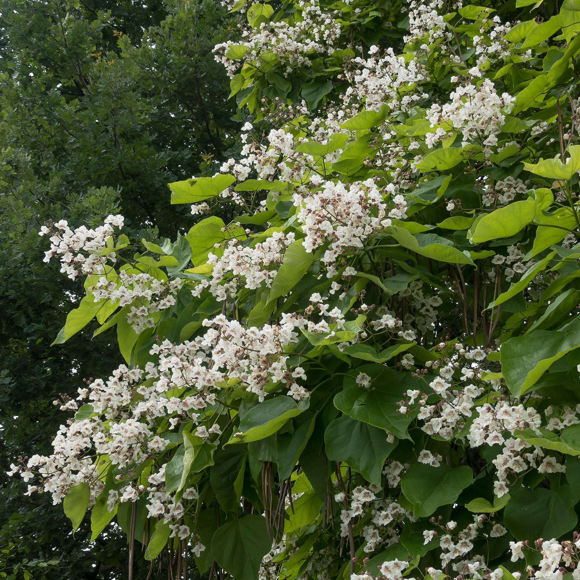 Bakker Catalpa commun racine nue 80-100cm blanc