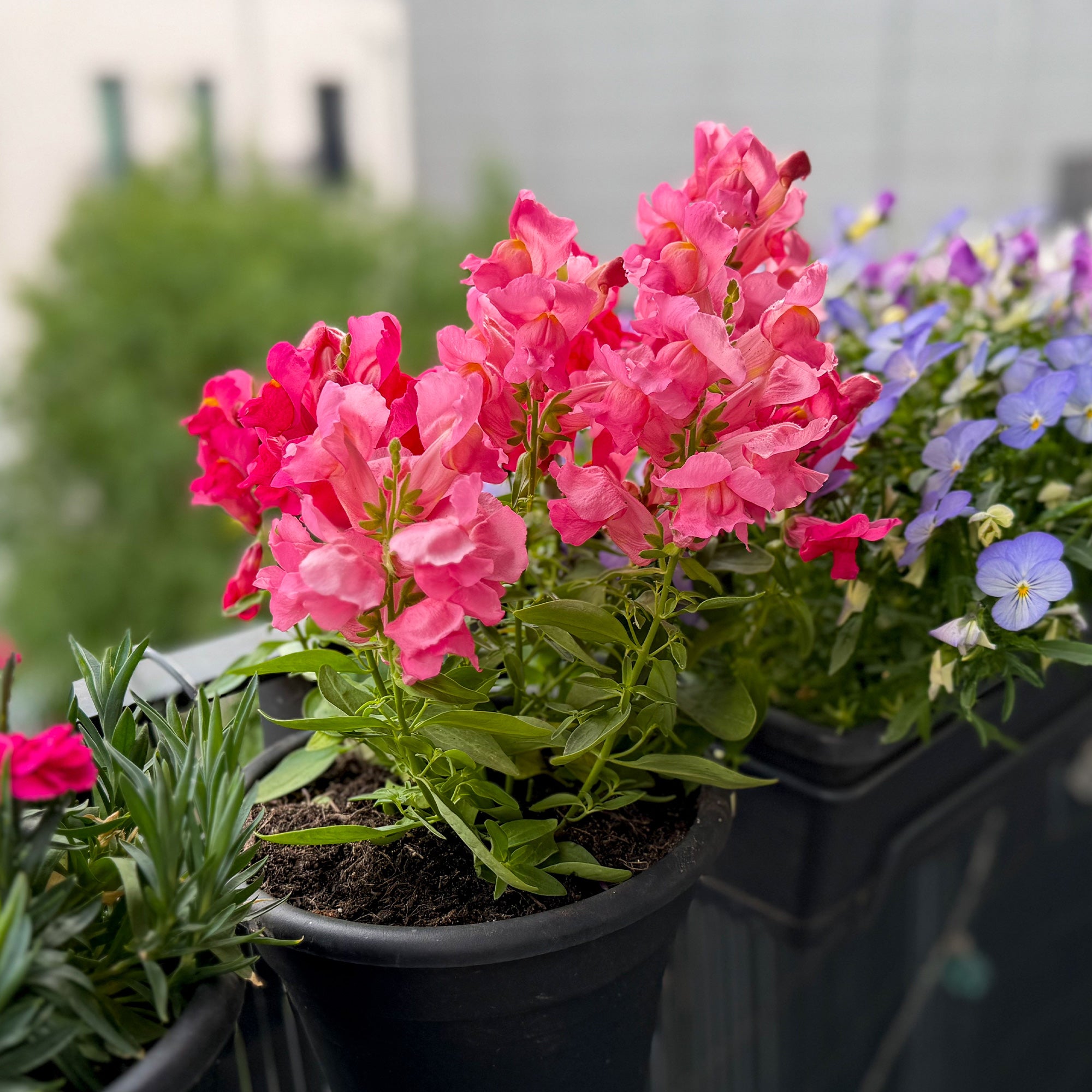 Bakker Muflier rose annuelle pot Ø 10,5 cm