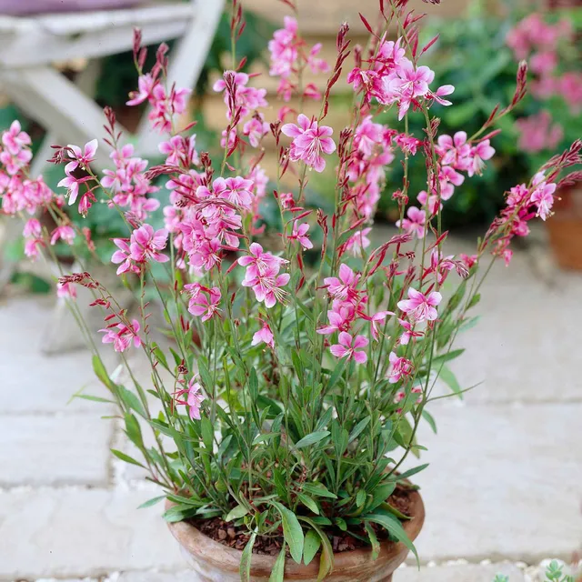 Bakker Gaura Siskiyou Pink vivace rose lot 2 pots 9cm
