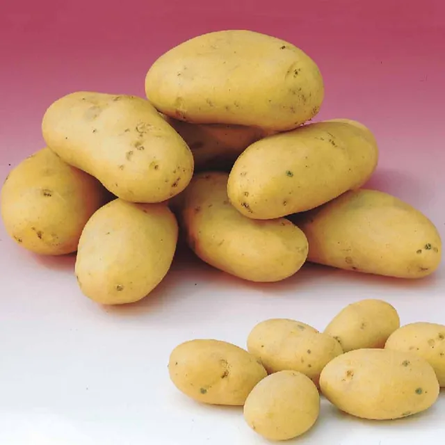 Bakker Caesar pommes de terre 25 plants 28-35mm