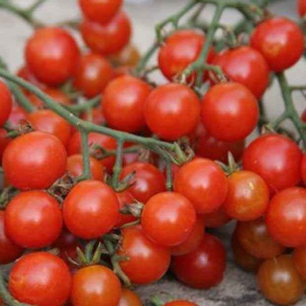 Bakker Sweetie tomate cerise bio sachet graines 0,2g