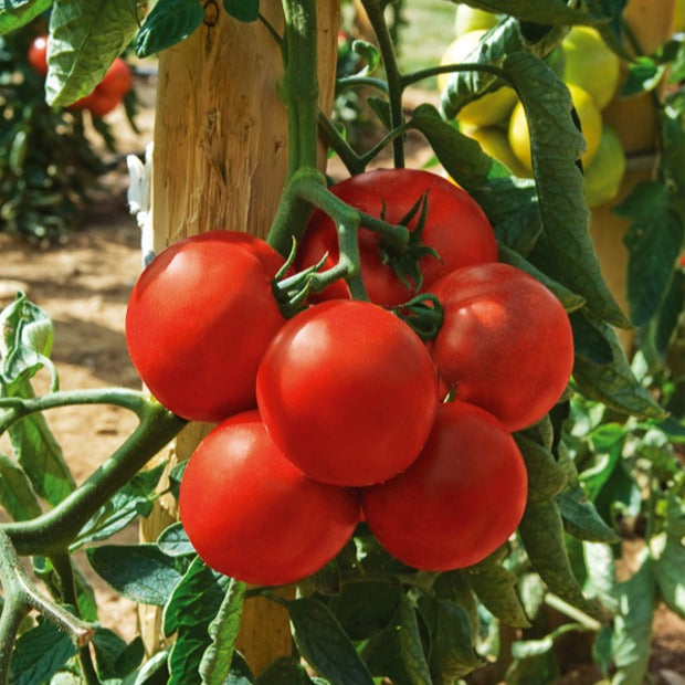 Bakker Tomate Montfavet 63/5 F1 sachet 60 graines rouge