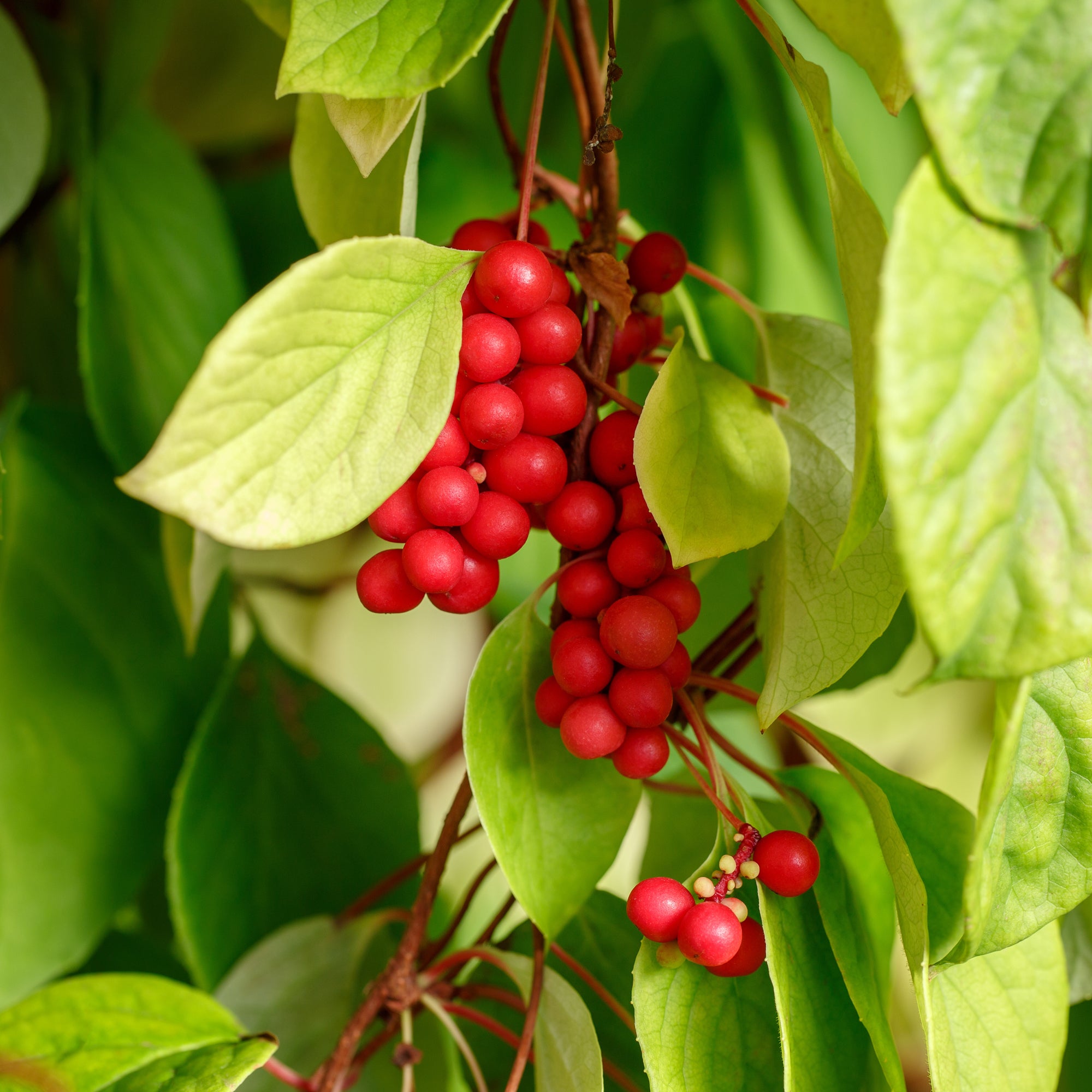 Bakker Fruit de la vitalité Schisandra fruitier 2L 40-50cm