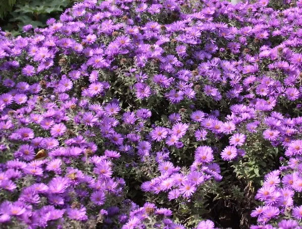 Passion Vivaces Aster Purple Dome plante godet violet foncé