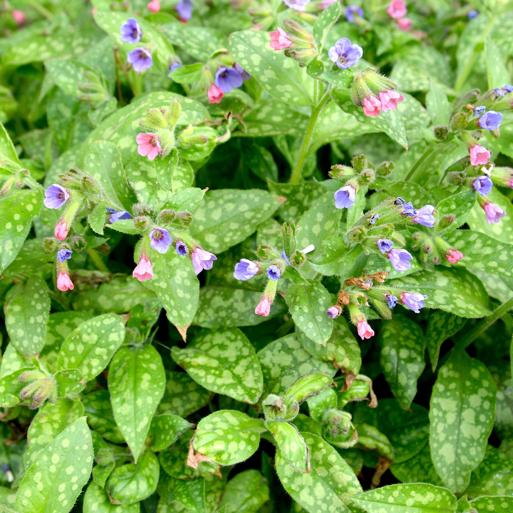 Bakker Pulmonaire Mrs Moon violette pot 9 cm