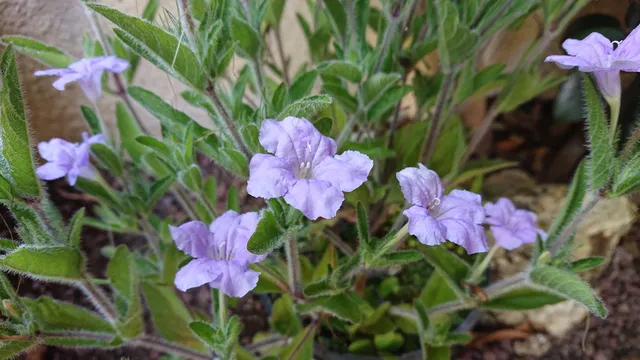 Passion Vivaces Ruellia humilis plante vivace pot 1L bleu lavande