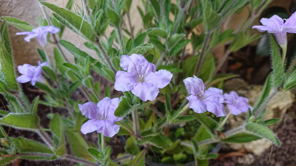 Passion Vivaces Ruellia humilis plante vivace pot 1L bleu lavande