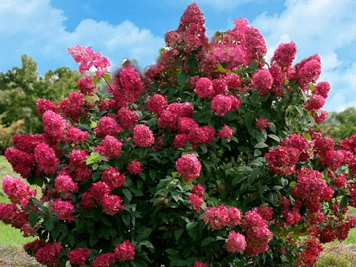Les Hortensias du Haut Bois Diamand rouge hortensia paniculata