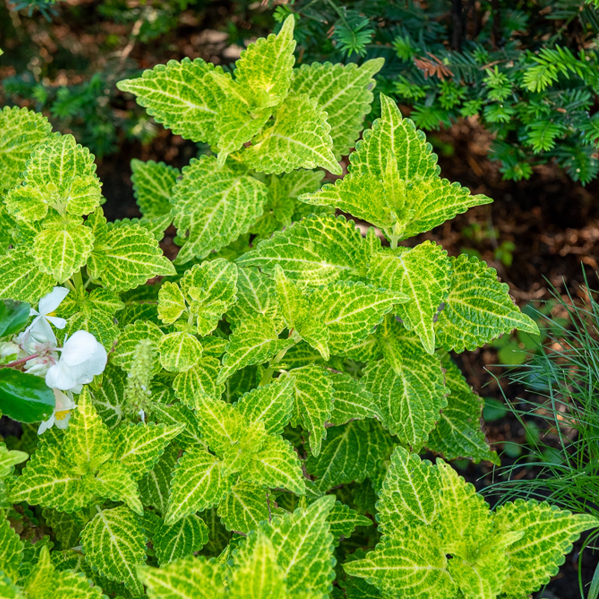 Bakker Coleus Electric Lime plante balcon pot vert fluo