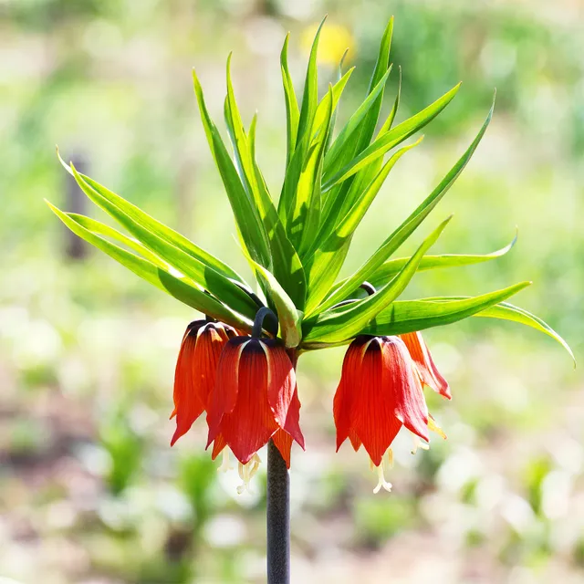 Bakker Couronne impériale rouge bulbe 1 bulbe floraison avril