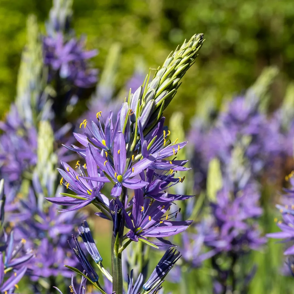 Bakker Camassia bleu bulbe fleur sachet 5 bulbes