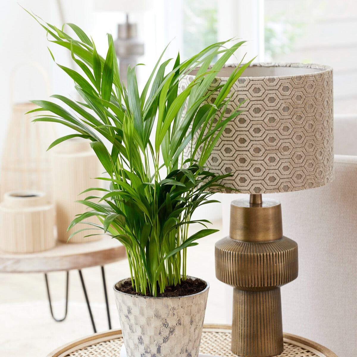 Bakker Areca palmier d'intérieur vert pot Ø12cm 25-35cm