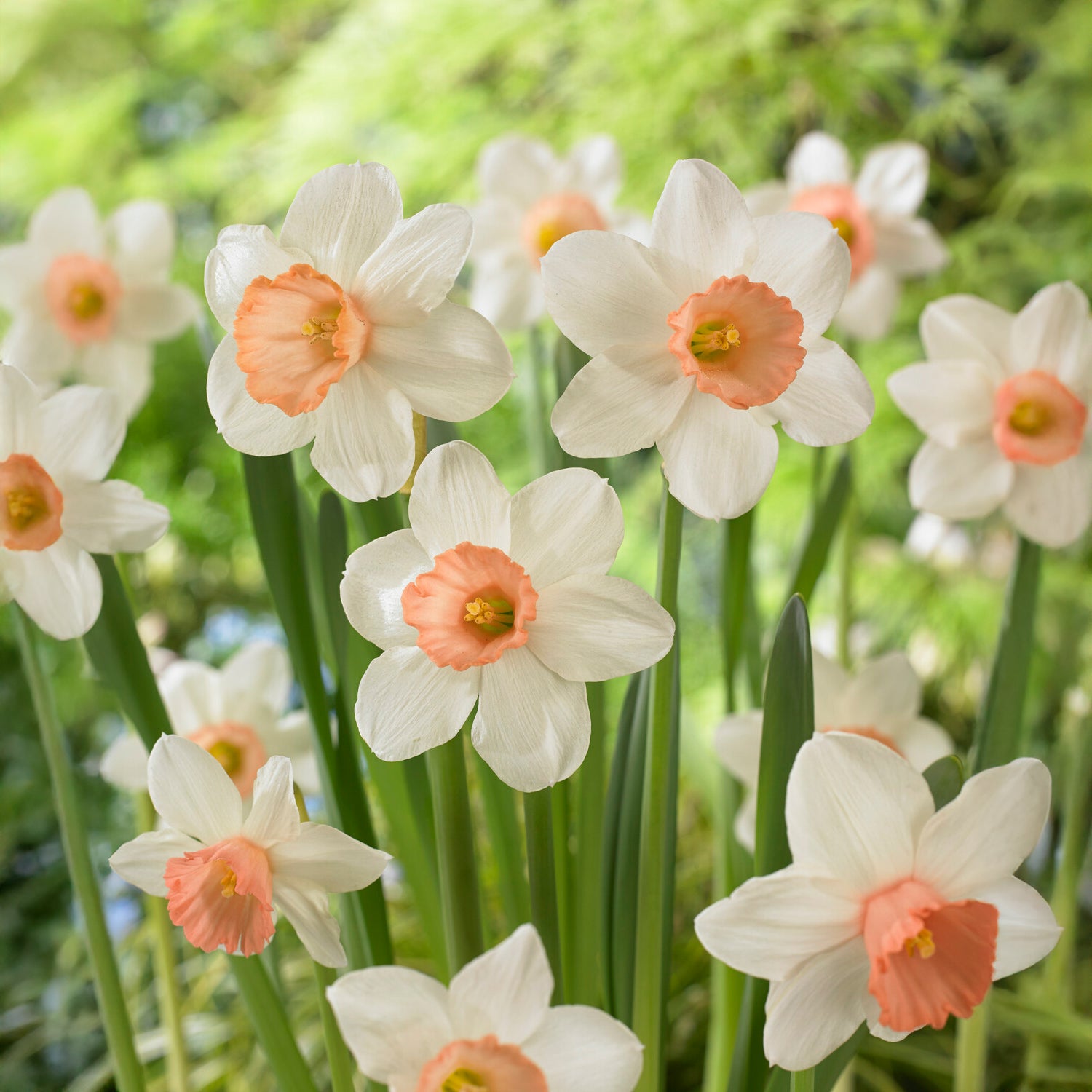 Bakker Iwona narcisse bicolore sachet de 5 bulbes