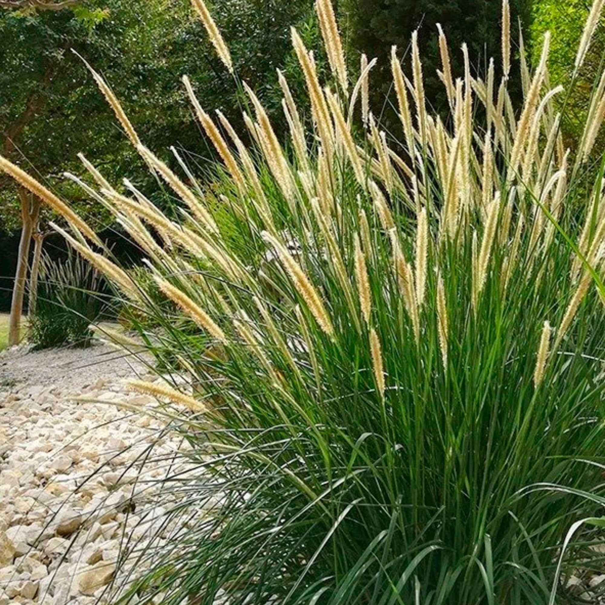 Bakker Pennisetum macrourum pot 9cm crème
