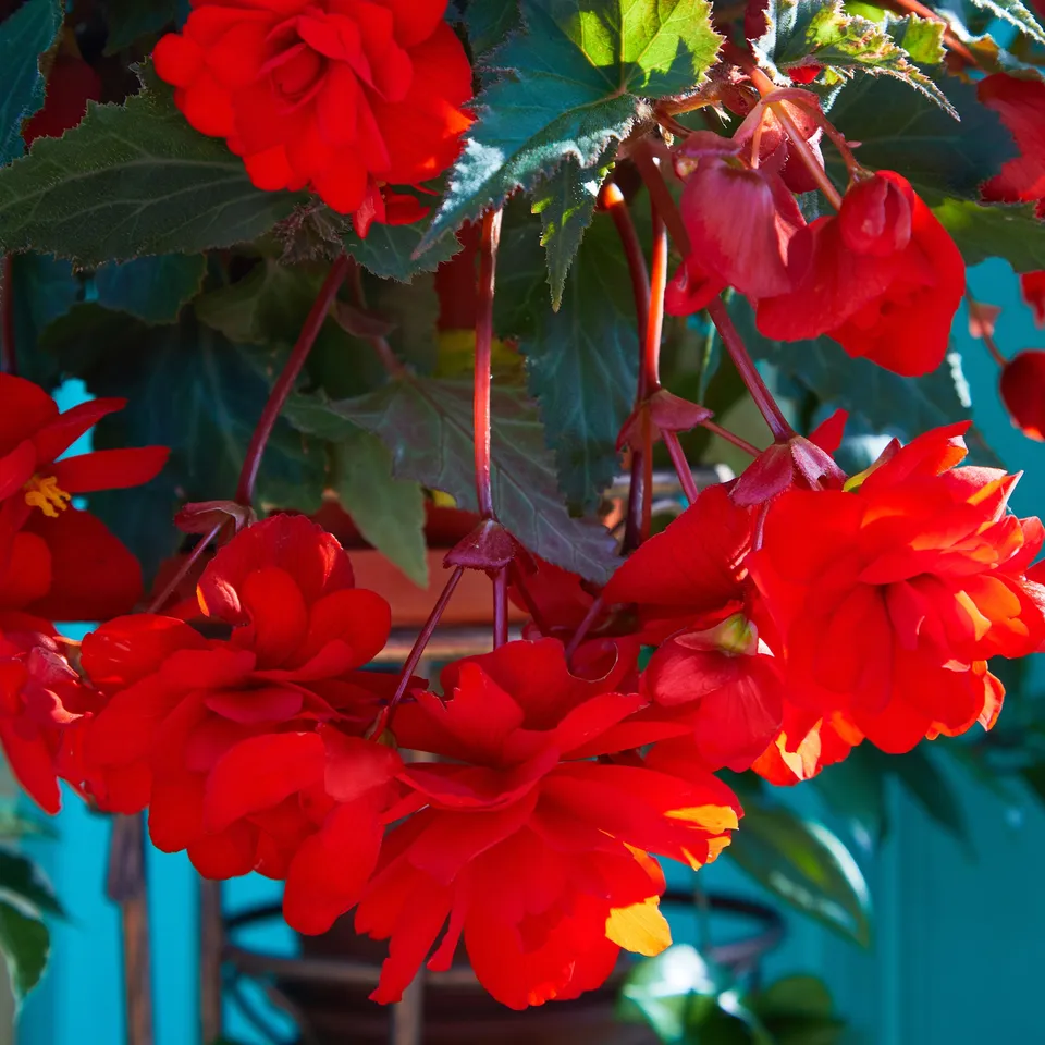 Bakker Bégonia retombant rouge pot 10,5cm mi-ombre